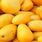 Pakistan Begins Mango Export Season with Initial Shipment to Dubai