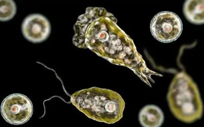 Karachi records third death linked to Naegleria fowleri
