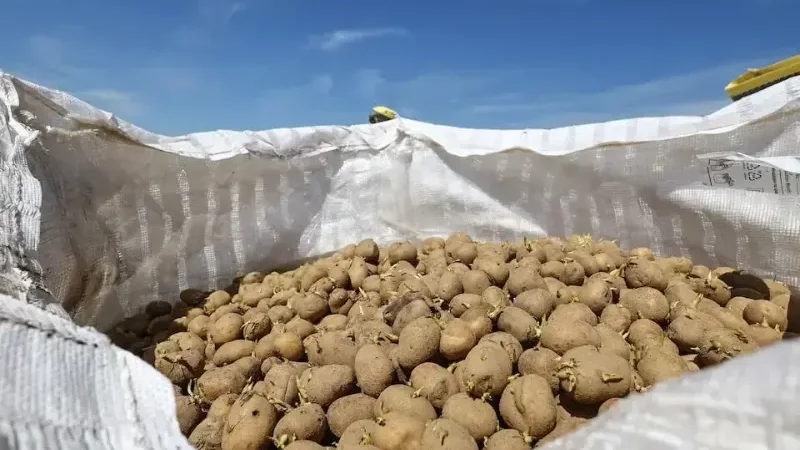 Russia lifts ban on Punjab potatoes