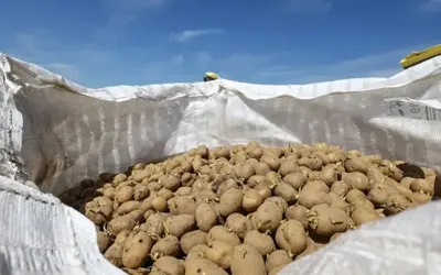Russia lifts ban on Punjab potatoes