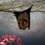 New bat virus found infecting humans