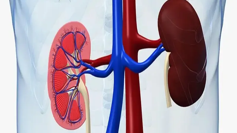 Here's everything you should know about stage 2 kidney disease