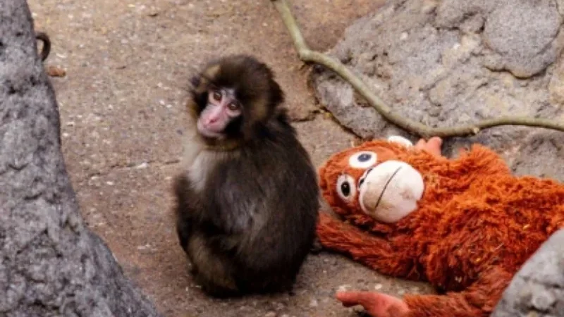 Punch the monkey