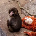 Punch the monkey finds comfort in plush orangutan