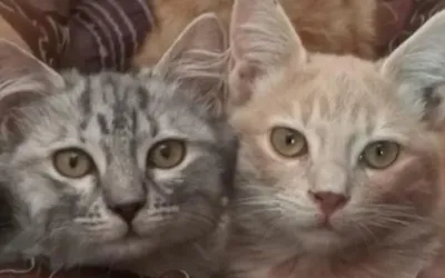 How cats could unlock new cancer treatments for humans?