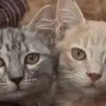 How cats could unlock new cancer treatments for humans?