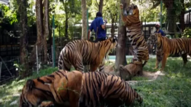 Virus kills dozens of tigers in Thailand park