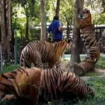 Virus kills dozens of tigers in Thailand park