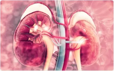 Here's everything you should know about stage 2 kidney disease
