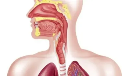 Lab-engineered esophagus transplant opens new hope for patients