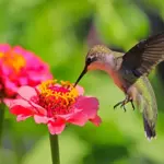 Buzzed on Nectar: Bees and hummingbirds sip alcohol daily