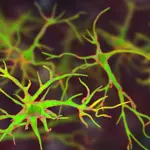 Single protein could play crucial role in fighting Alzheimer’s