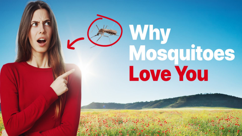 Why do mosquitoes love some people more?