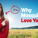 Why do mosquitoes love some people more?