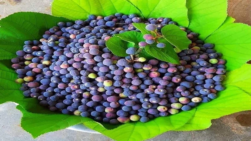 Grewia Asiatica benefits