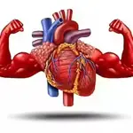 Your Heart, Your Choice: How diet, exercise, and habits can shield against stroke
