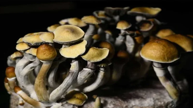 Study finds Psilocybin
