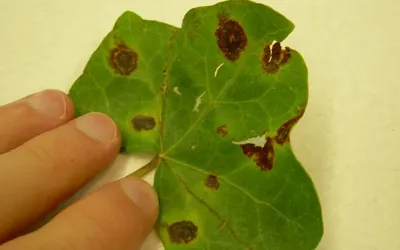 Scientists uncover how deadly Xanthomonas feeds on crops
