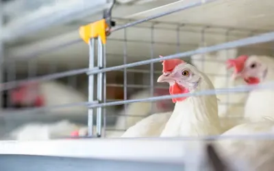 Japan confirms bird flu outbreak at poultry farm