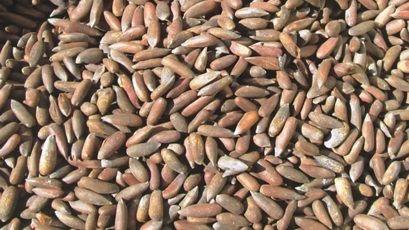 Pine Nuts