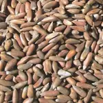 Pine Nuts available at Rs 3,000 per Kg in South Waziristan