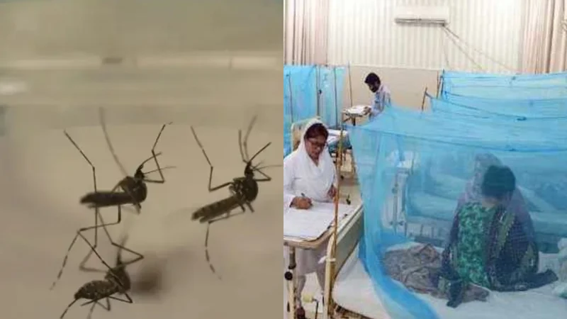 Punjab reports 48 new dengue cases in 24 hours