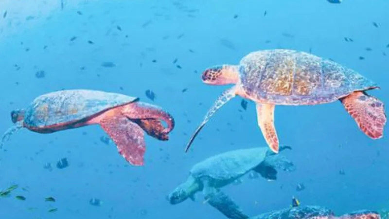 Pakistani govt announce 90 Million PKR Project Launched to protect sea turtles