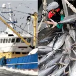 Balochistan fisheries department to launch operation against illegal trawling