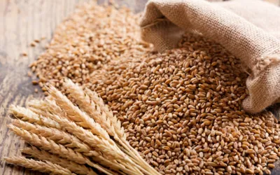 Sindh and Federal Government join hands on National wheat policy