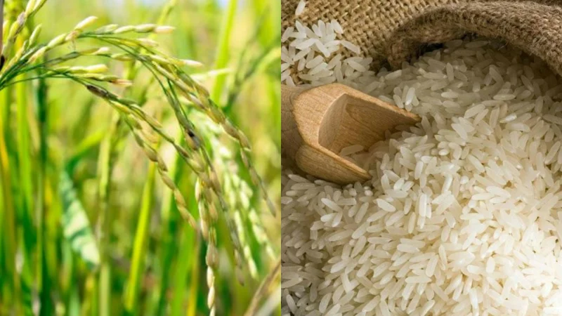 New Hybrid rice developed in Pakistan to boost Yields upto 3x, A milestone for farmers
