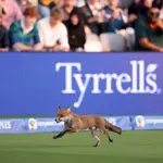Wild fox disrupts match at Lord’s Cricket ground