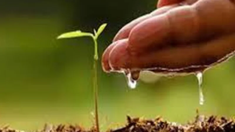 Governor Kundi launches monsoon tree plantation campaign