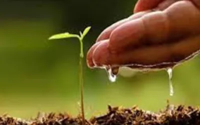 Governor Kundi launches monsoon tree plantation campaign