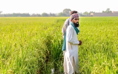Punjab Announces Rs100 Billion Interest-Free Loan Scheme for Farmers