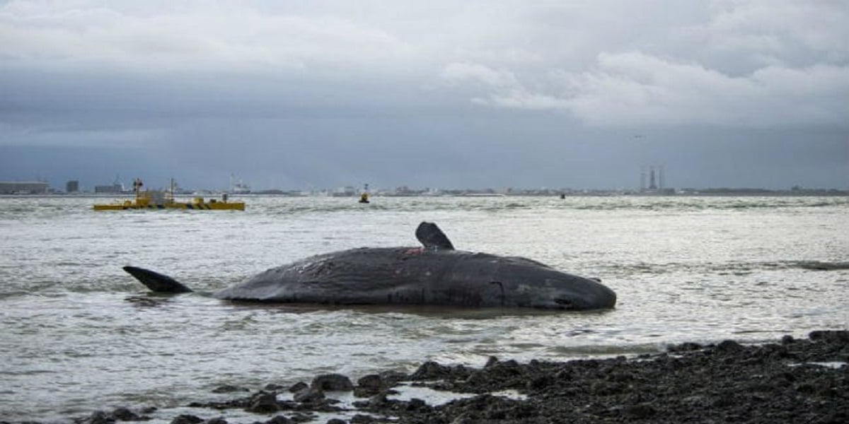 Whale Vomit Sold For A Jaw Dropping 1 5 Million Dollars   Whale 