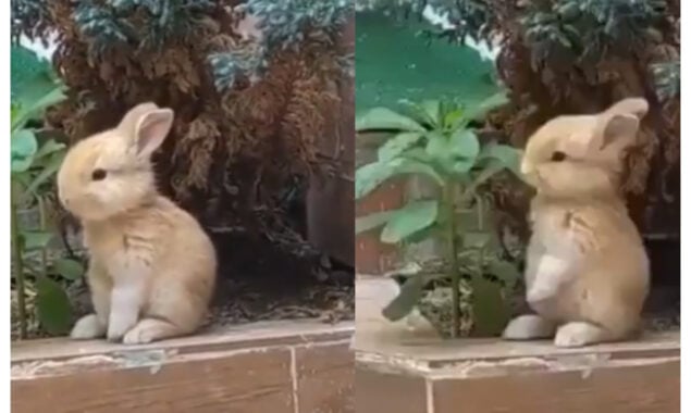 Netizens aww over a cute rabbit eating plant leaves