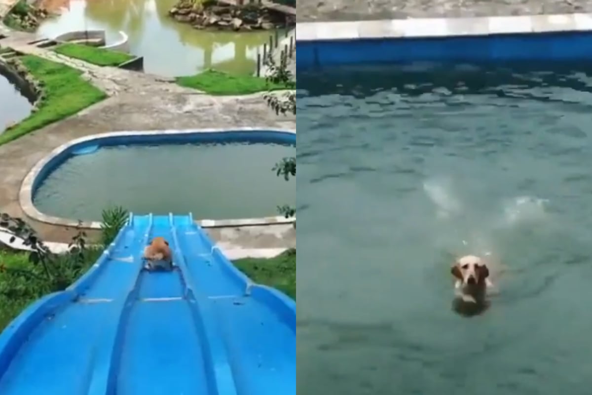 Viral Video: Dog sliding into pool is hilarious