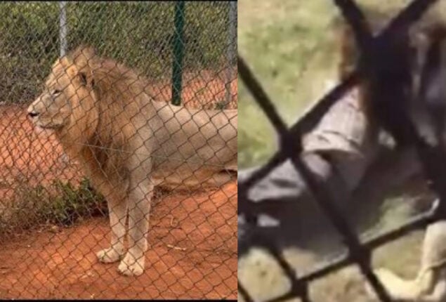 Accra Zoo Lions Kill Guy In Ghana