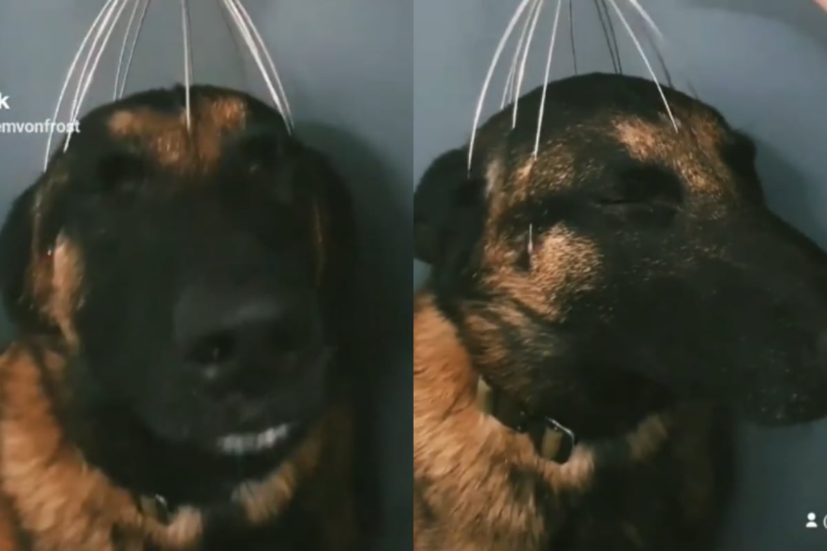 viral-video-funny-dog-s-head-massage-reaction