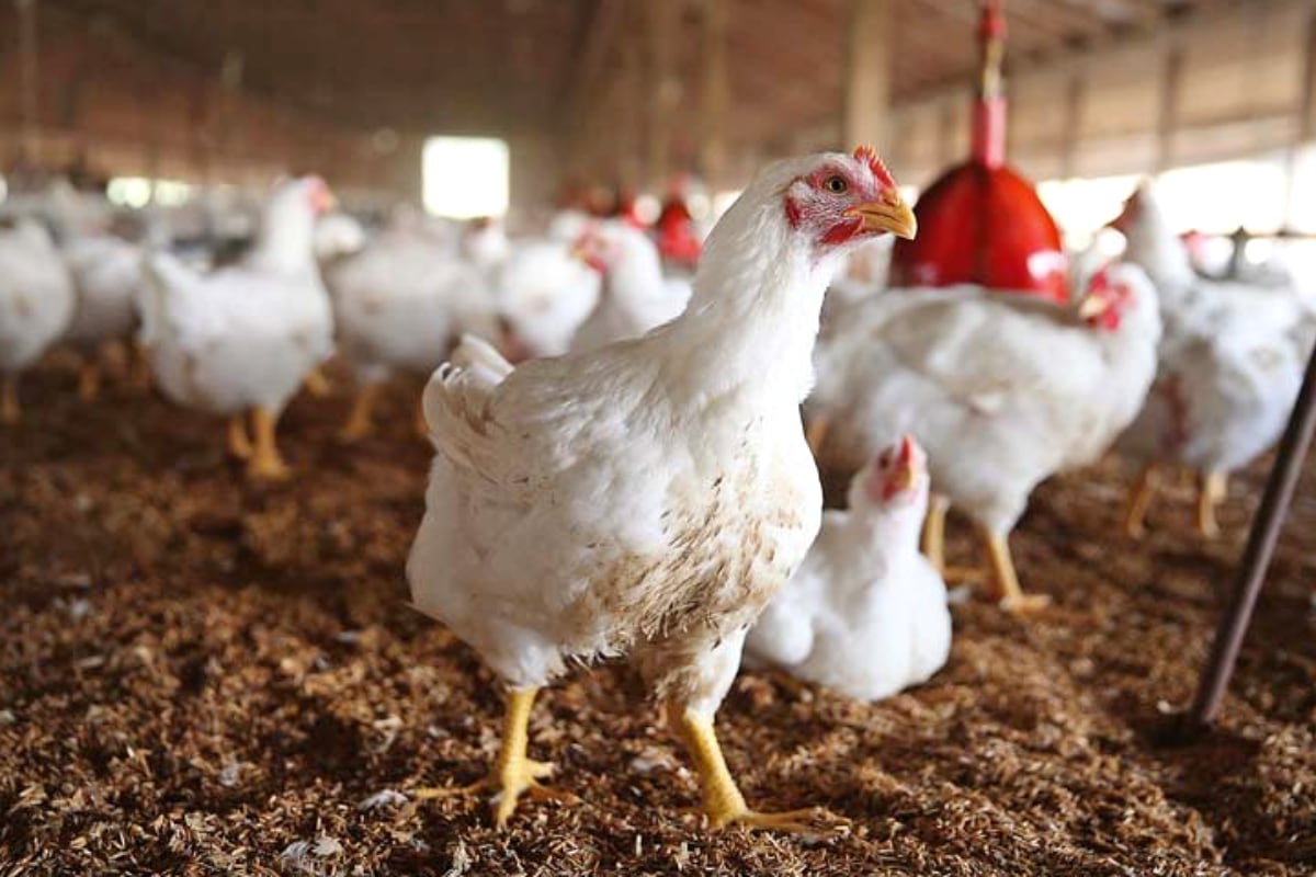 Latest Chicken Rate in Lahore Today July 2024 Update